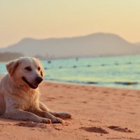 Тайская пляжная собака :: Елизавета 