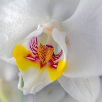 Орхидея :: Артур 