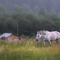 *** :: Анна Корсакова