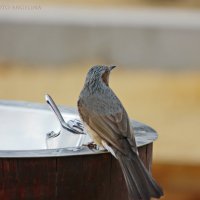 птичка :: ангелина гончарук