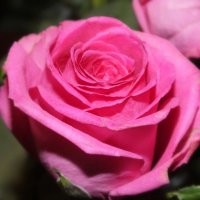 розовая роза :: катя 