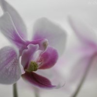 орхидеи цветок :: Анна Черняева