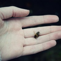 мертвая пчела :: dar he drone 