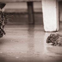 Кошки-мышки :: Юлия Ковальчук