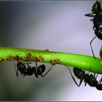 О том, как муравьи тлю пасут!!! :: . Олег...