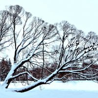 графика зимнего дерева :: ЮРИЙ ТВЕРДОХЛЕБОВ