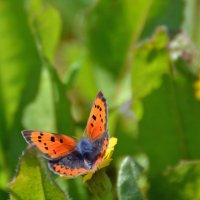 25.02.12 Червонец пятнистый или Многоглазка пятнистая (лат. Lycaena phlaeas) :: Борис Ржевский