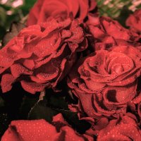 Red Rose :: Владимир Кирпа 