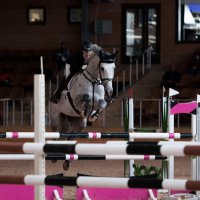 Для того чтобы победить, нужно научится понимать лошадь :: Alesya Safe