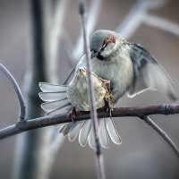 Весна :: Василий Беляев