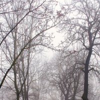 в тумане... :: виктор омельчук