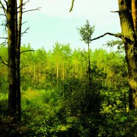 лес :: Евгений Бутрамеев