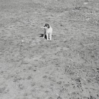 щенок на прогулке :: Юлия Закопайло