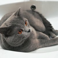 кот в ванне :: Виктория Альшанец