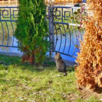 Примечательные коты Анапы :)) :: Виктор Скайбери