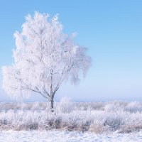 Во поле берёза стояла... :: Александр Никитинский