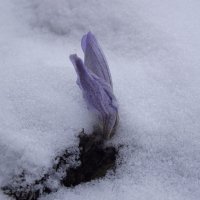 Крокус в снегу :: Андрей Макаров