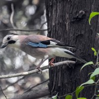 Garrulus glandarius- или сойка... :: Павел Баз