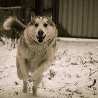 Охотник :: Сергей Гойшик