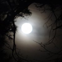 Лунная ночь :: Юрий Владимирович 34