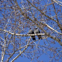Birds in the tree :: Виктор Мушкарин (thepaparazzo)