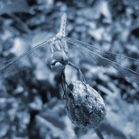 Dragonfly #4 :: Эдуард Цветков
