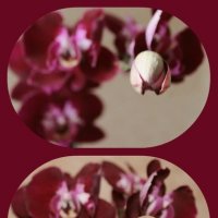 Жизнь орхидеи :: Alen Creative