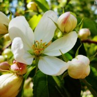 Flower of apple. :: Юлиана Мещерякова