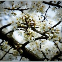 19-е марта... Абрикос цветет... :: Владимир Секерко