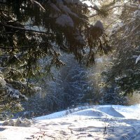 Winter forest :: Виктор Мушкарин (thepaparazzo)