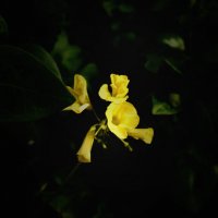 Жёлтые цветы на чёрном :: Алла Шапошникова