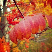 Red autumn. :: Юлиана Мещерякова