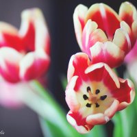 Тюльпаны :: Olga Vang