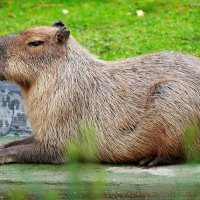 Capybara (2007) :: Виктор Мушкарин (thepaparazzo)