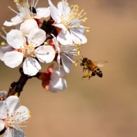 пчела :: Григорий Карамянц
