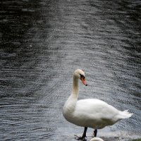 Лебеди в Летнем парке. :: Анастасия 