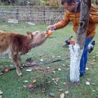 Корова кушает хурму :: Аня Андрейчук