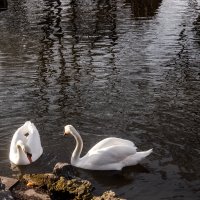 Swans :: Даниил Ткаченко