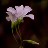 Oxalis deppei :: Евгений Ананевский