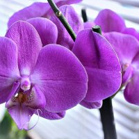 Орхидея :: galina tihonova
