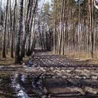 Весна в лесу. :: Владимир Михеев