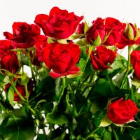Roses :: Сергей Сухарников