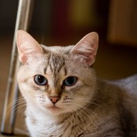 Тайская кошка сил-тэбби-поинт :: Ольга Епифанова