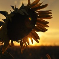 Sunflower :: Ирина Хайруллина