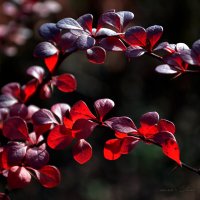 Рубиновые листья :: ʁwи ǝоw - Любовь
