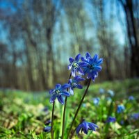 Весна в лесу :: Vladimir Volkov