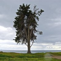 Одинокое дерево :: vlad 