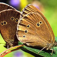 Бабочка Глазок цветочный, или чернобурый (Aphantopus hyperantus) :: Генрих Сидоренко