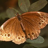 Бабочка Крупноглазка (Lasiommata Achine Sc.) :: Генрих Сидоренко