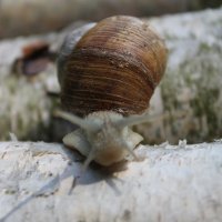 snail :: Konstantin Pervov